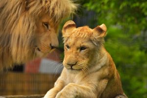 A female lion watched by a male