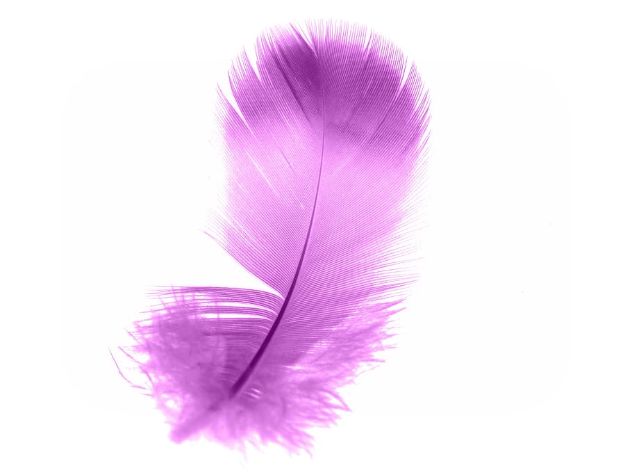 A pink feather