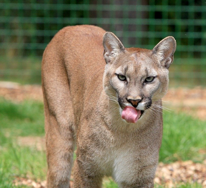 A cougar (animal)