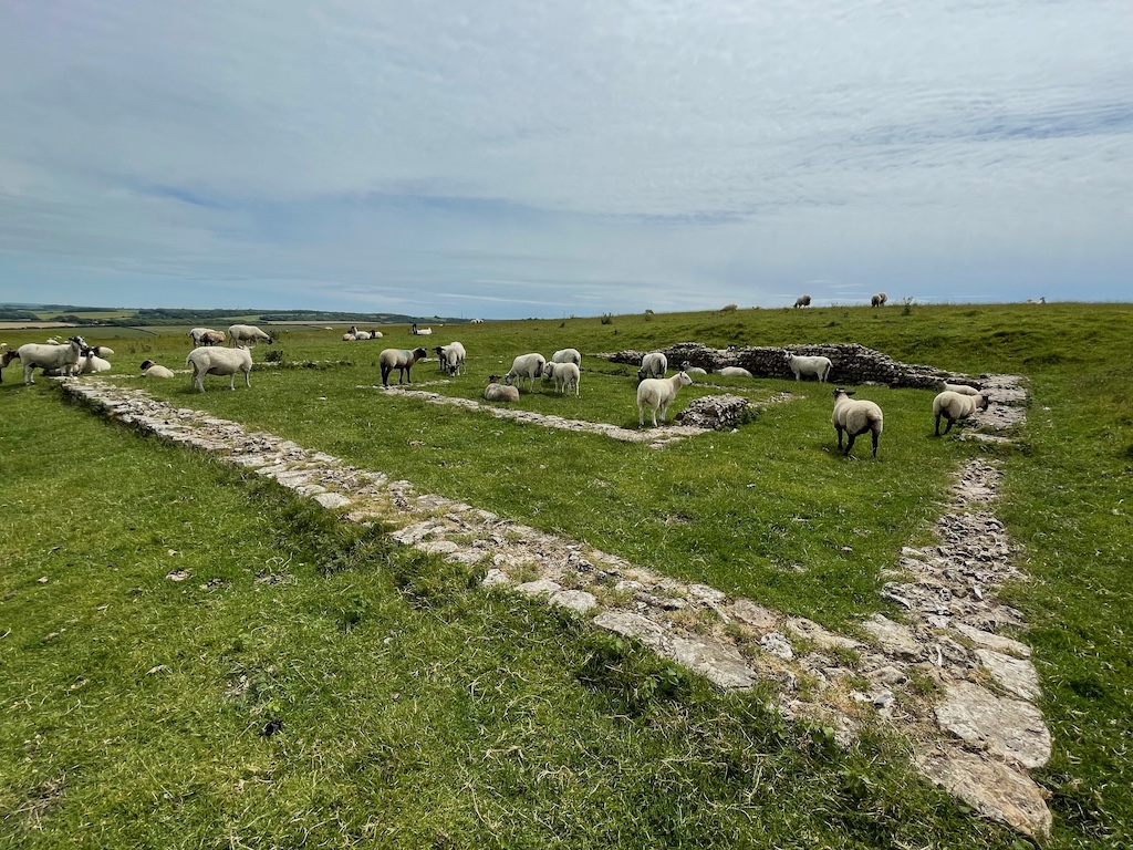 Field of sheep with the remnants of an old bulding