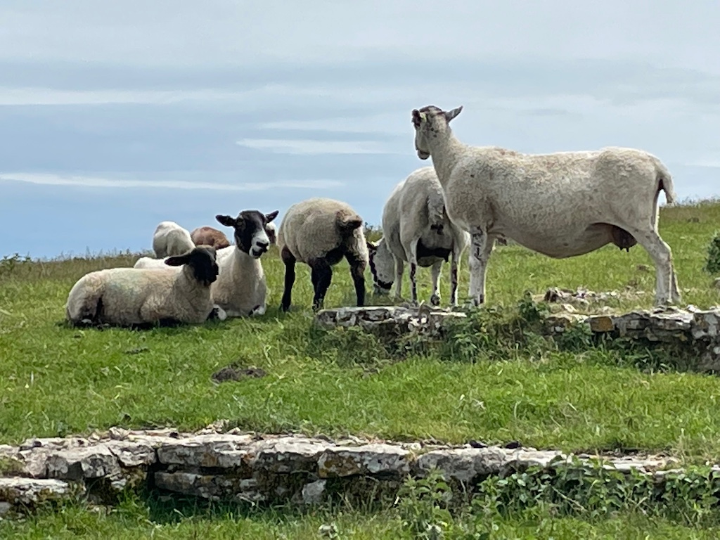 Sheep in the countryside